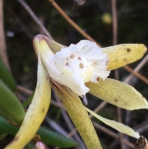 Dockrillia striolata at Bungonia, NSW - suppressed