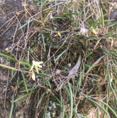 Dockrillia striolata at Bungonia, NSW - suppressed