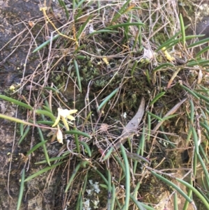 Dockrillia striolata at Bungonia, NSW - suppressed