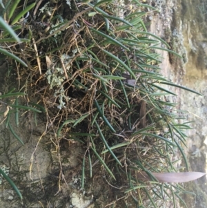 Dockrillia striolata at Bungonia, NSW - suppressed