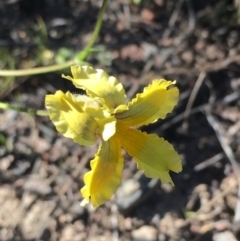 Goodenia paradoxa (Spur Goodenia) at Booth, ACT - 31 Oct 2021 by LOz