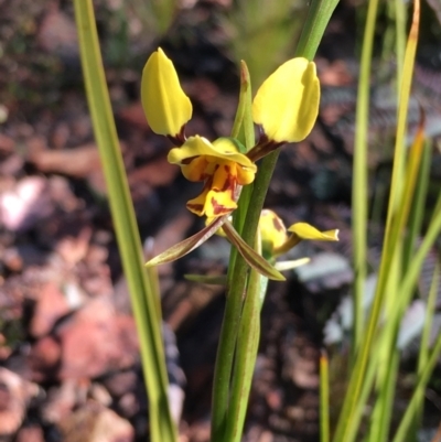 Diuris sulphurea (Tiger Orchid) at Rendezvous Creek, ACT - 31 Oct 2021 by LOz