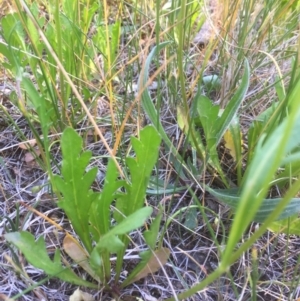 Goodenia pinnatifida at Belconnen, ACT - 31 Oct 2021