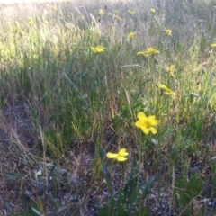 Goodenia pinnatifida at Belconnen, ACT - 31 Oct 2021