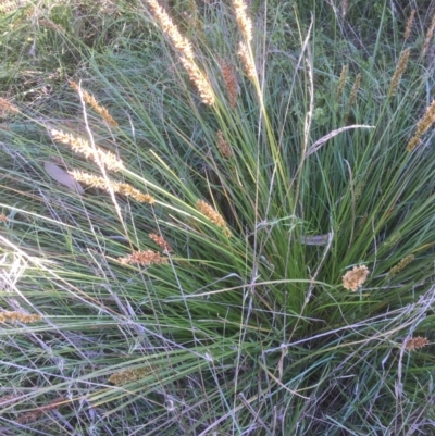 Carex appressa (Tall Sedge) at Belconnen, ACT - 31 Oct 2021 by jgiacon