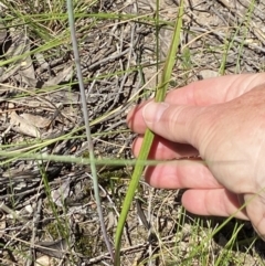 Thelymitra simulata at Stromlo, ACT - 31 Oct 2021