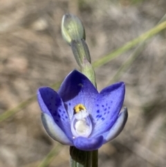 Thelymitra simulata at Stromlo, ACT - 31 Oct 2021