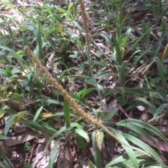 Plantago varia (Native Plaintain) at Flea Bog Flat to Emu Creek Corridor - 29 Oct 2021 by JohnGiacon