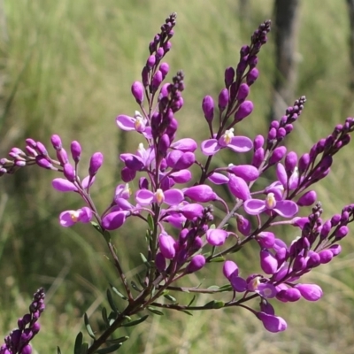 Comesperma ericinum (Heath Milkwort) at MTR591 at Gundaroo - 31 Oct 2021 by MaartjeSevenster