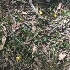 Goodenia hederacea subsp. hederacea at Bungonia, NSW - 31 Oct 2021