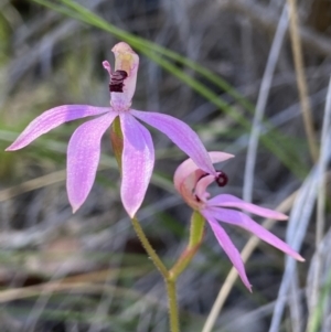 Caladenia congesta at Stromlo, ACT - suppressed