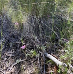 Caladenia congesta at Stromlo, ACT - suppressed