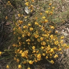 Dillwynia sp. at Bungonia, NSW - 30 Oct 2021 by Ned_Johnston