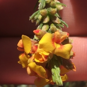 Dillwynia sp. at Bungonia, NSW - 31 Oct 2021