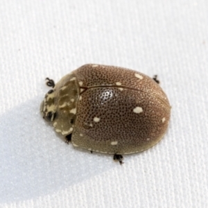 Paropsis aegrota at Hawker, ACT - 30 Oct 2021 11:07 AM