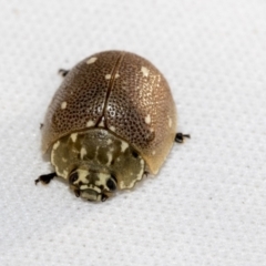 Paropsis aegrota at Hawker, ACT - 30 Oct 2021 11:07 AM