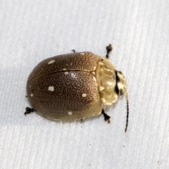 Paropsis aegrota at Hawker, ACT - 30 Oct 2021