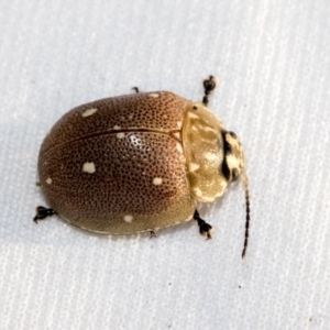 Paropsis aegrota at Hawker, ACT - 30 Oct 2021