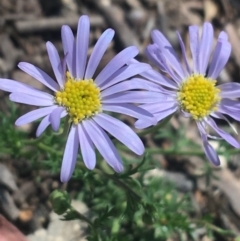 Brachyscome rigidula (Hairy Cut-leaf Daisy) at Bungonia, NSW - 31 Oct 2021 by NedJohnston