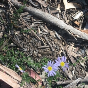 Brachyscome rigidula at Bungonia, NSW - 31 Oct 2021