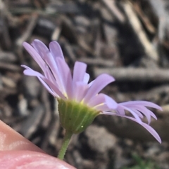 Brachyscome rigidula at Bungonia, NSW - 31 Oct 2021