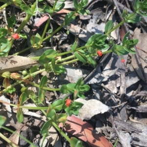 Lysimachia arvensis at Bungonia, NSW - 31 Oct 2021 10:11 AM