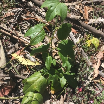 Passiflora cinnabarina (Red Passionflower) at Bungonia, NSW - 30 Oct 2021 by Ned_Johnston