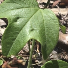 Passiflora cinnabarina at Bungonia, NSW - 31 Oct 2021 10:18 AM