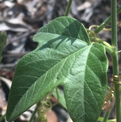 Passiflora cinnabarina at Bungonia, NSW - 31 Oct 2021 10:18 AM