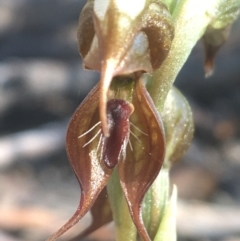 Oligochaetochilus calceolus (Bungonia Rustyhood) at Bungonia National Park - 31 Oct 2021 by NedJohnston