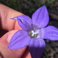 Wahlenbergia stricta subsp. stricta (Tall Bluebell) at Bungonia, NSW - 30 Oct 2021 by Ned_Johnston