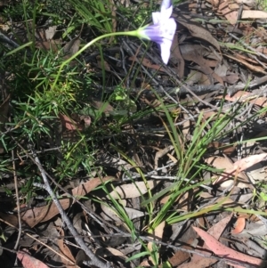 Wahlenbergia stricta subsp. stricta at Bungonia, NSW - 31 Oct 2021