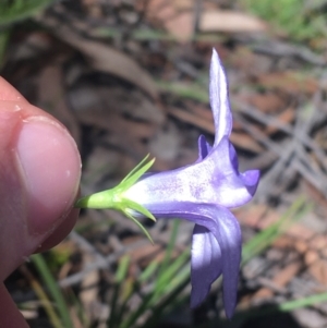 Wahlenbergia stricta subsp. stricta at Bungonia, NSW - 31 Oct 2021