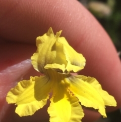 Goodenia paradoxa (Spur Goodenia) at Bungonia National Park - 31 Oct 2021 by NedJohnston