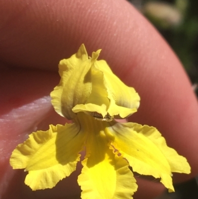 Velleia paradoxa (Spur Velleia) at Bungonia, NSW - 30 Oct 2021 by Ned_Johnston