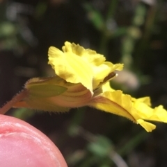 Velleia paradoxa at Bungonia, NSW - 31 Oct 2021