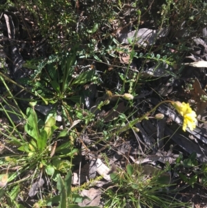 Velleia paradoxa at Bungonia, NSW - 31 Oct 2021