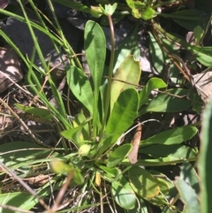 Velleia paradoxa at Bungonia, NSW - 31 Oct 2021