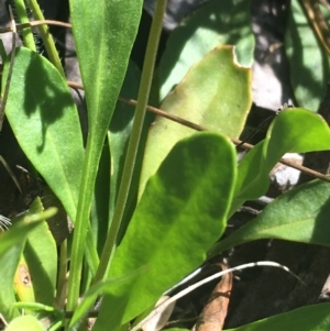 Velleia paradoxa at Bungonia, NSW - 31 Oct 2021