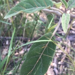 Solanum celatum at Bungonia, NSW - 31 Oct 2021