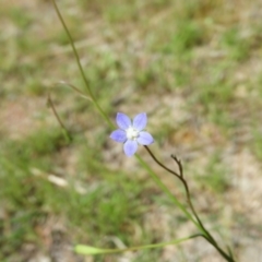 Wahlenbergia multicaulis (Tadgell's Bluebell) at Kambah, ACT - 30 Oct 2021 by MatthewFrawley