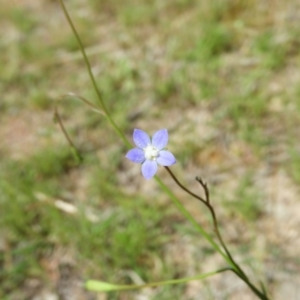 Wahlenbergia multicaulis at Kambah, ACT - 30 Oct 2021