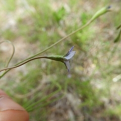 Wahlenbergia multicaulis at Kambah, ACT - 30 Oct 2021