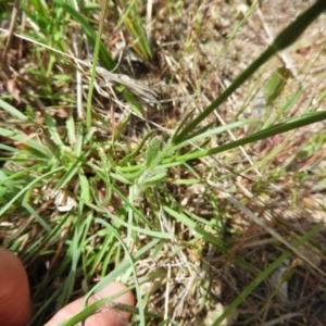 Wahlenbergia multicaulis at Kambah, ACT - 30 Oct 2021