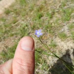 Wahlenbergia multicaulis at Kambah, ACT - 30 Oct 2021