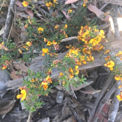 Pultenaea microphylla (Egg and Bacon Pea) at Bungonia, NSW - 31 Oct 2021 by NedJohnston