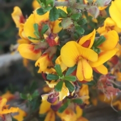 Pultenaea microphylla at Bungonia, NSW - 31 Oct 2021