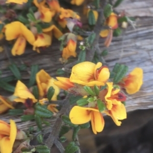 Pultenaea microphylla at Bungonia, NSW - 31 Oct 2021