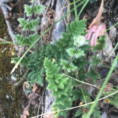 Cheilanthes distans (Bristly Cloak Fern) at Bungonia, NSW - 31 Oct 2021 by NedJohnston