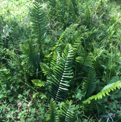 Pellaea falcata (Sickle Fern) at Bungonia, NSW - 31 Oct 2021 by Ned_Johnston